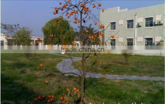 Best! Spring roll wrapper