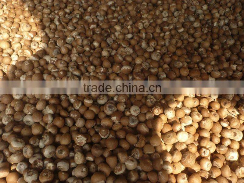 Dried Betel Nut High Quality Big size