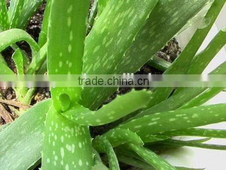 shanghai 2014 borneo camphor essence oil extraction and concentration equipment for cosmetics essence processing