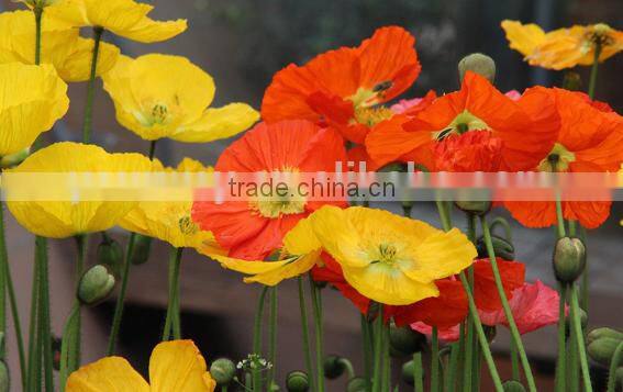 Corn poppy,Papaver, flower seeds , herb seed,vegetalbe seed,fruit seed,grass seed