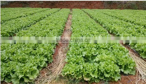 small seed beans hand planter one two three four row