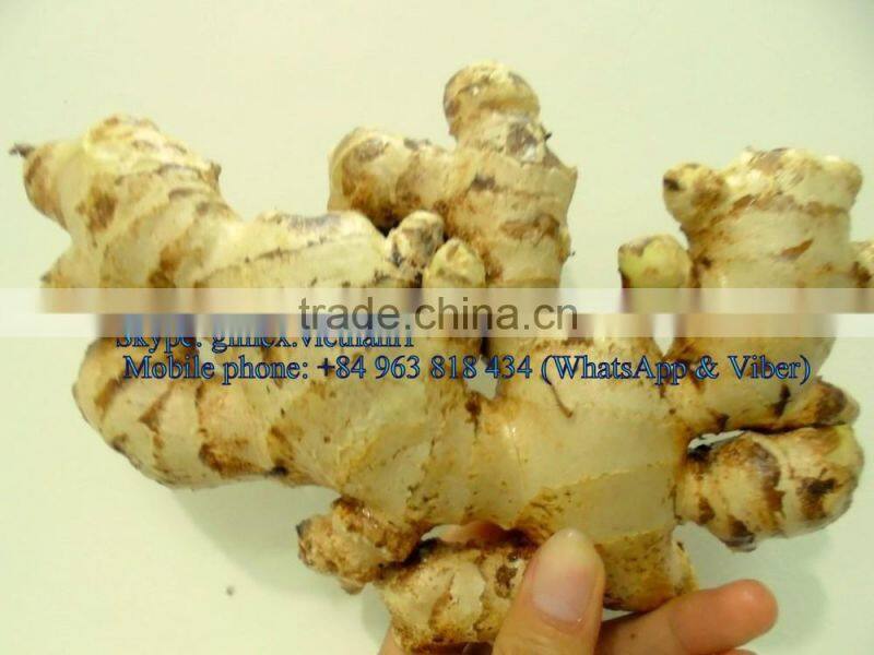Hight Quality fresh Ginger best price