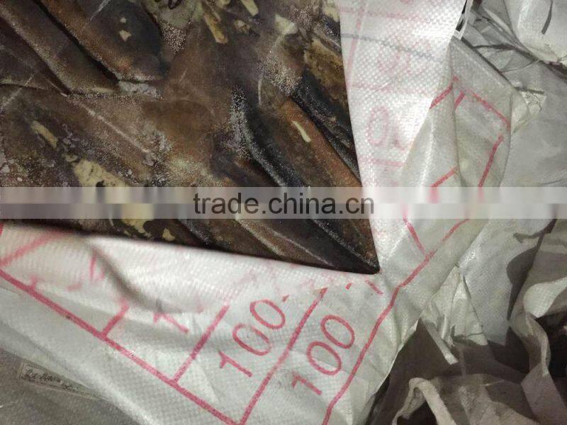 Frozen illex squid every size available new landing