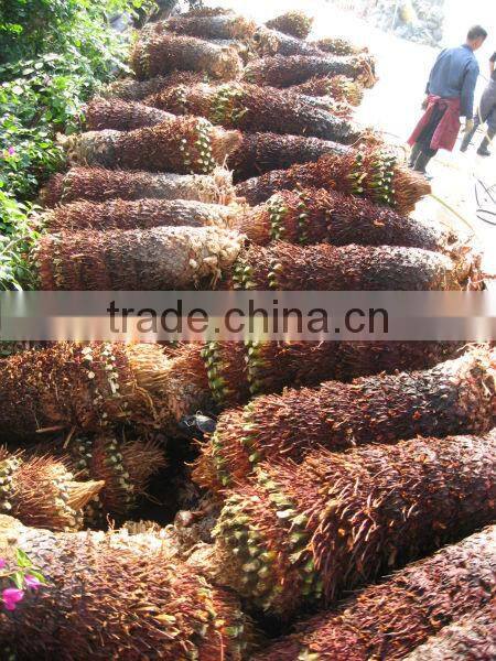 cycas revoluta bare root