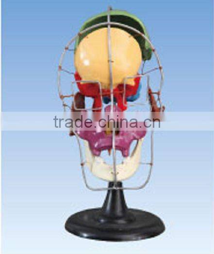 Separated human skull model(colored)