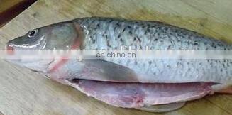 Most Popular Cehap Prices Fish Processing Machine on sale