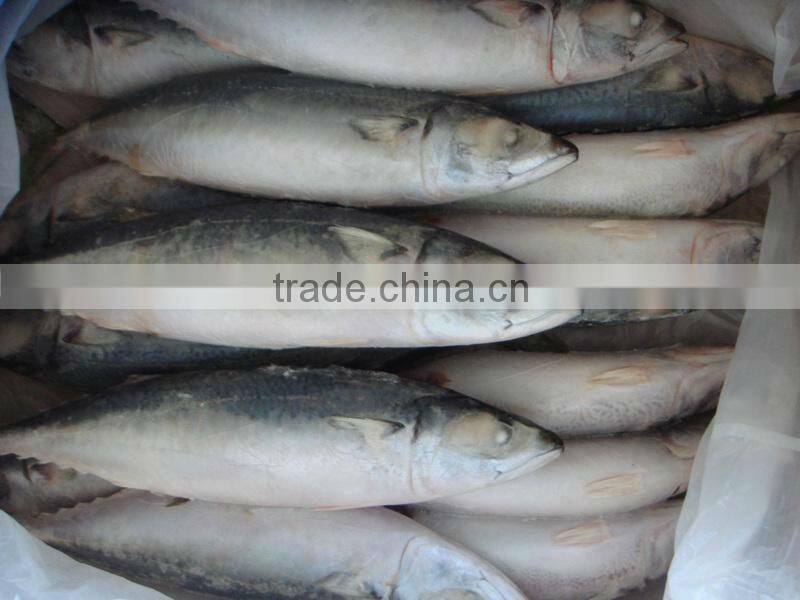 scomber japonicus / scomber australasicus