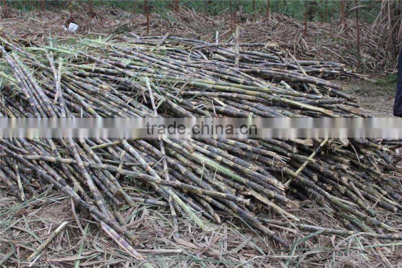 agricultural sugar cane leaf stripper/high productivity 6BCT-5 sugarcane peeling machine