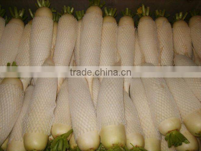 wholesale new crop fresh white raddish (china)