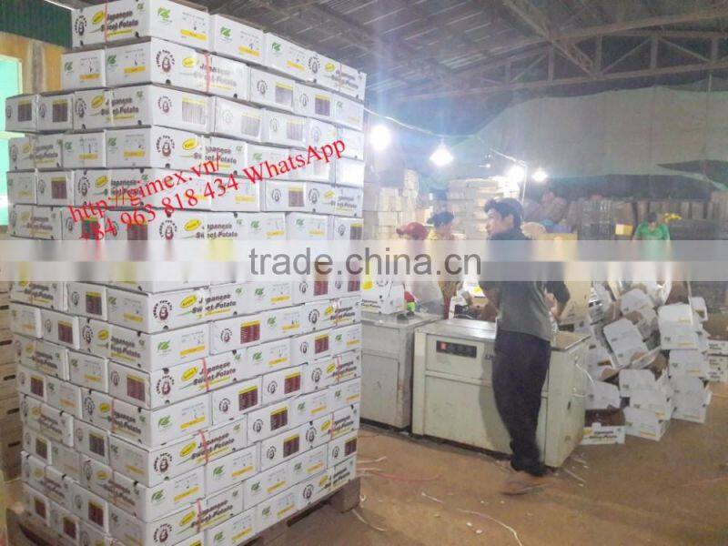 JAPAN YELLOW SWEET POTATO