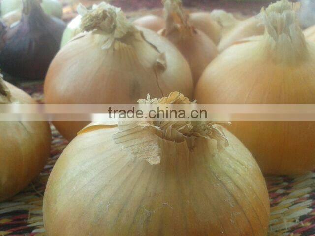 CELEBRITY EGYPTIAN CROP FRESH ONION GOOD PRICE