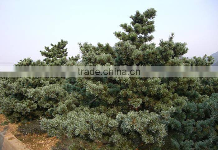 The decoration plant Pinus parviflora seedling