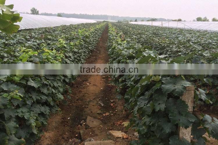 Easy survival putao shu:The grape seedling