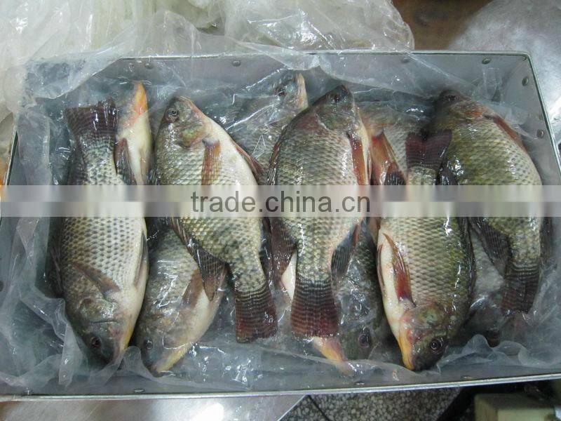 whole & round frozen Tilapia
