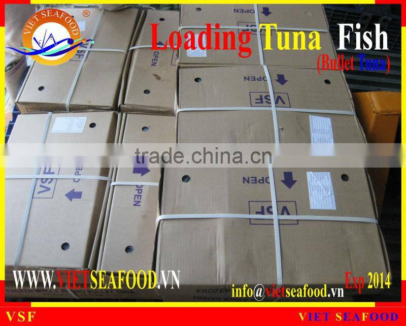 LOADING WHOLE ROUND BULLET TUNA