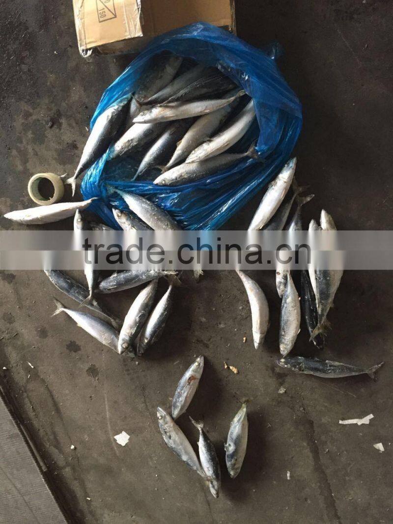 sea frozen mackerel 300-500g 2016