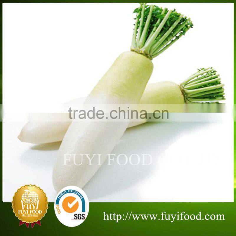 Chinese Factory fresh white radish with good price