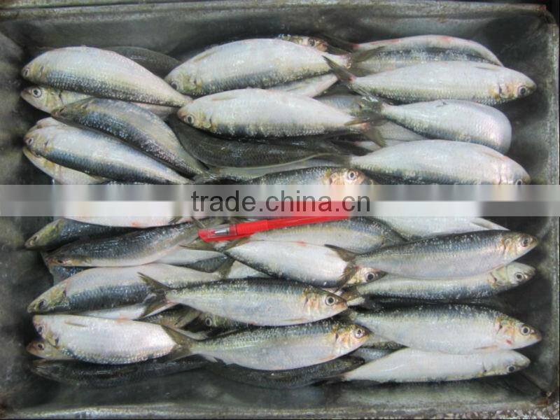 frozen sardine fish for bait
