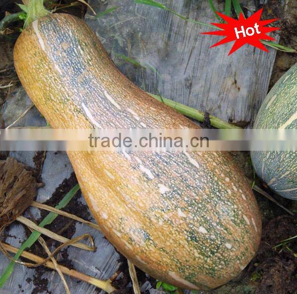 PU01 Guanglian f1 hybrid very sweet pumpkin seeds