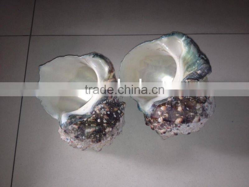 turbo marmoratus green turban snail