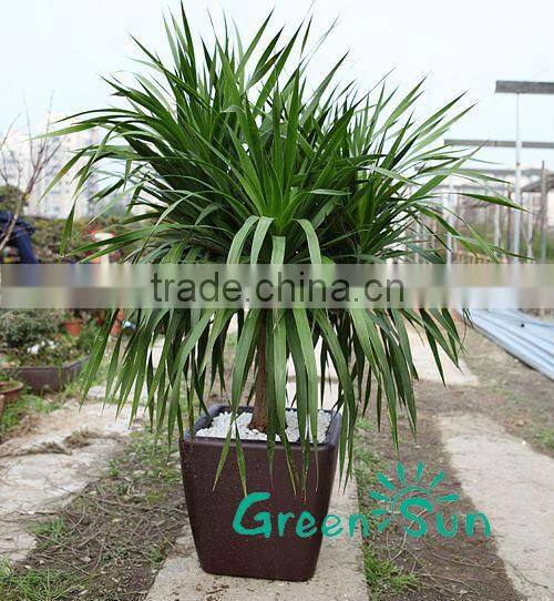 homeware unique plastic plant pots for orchids