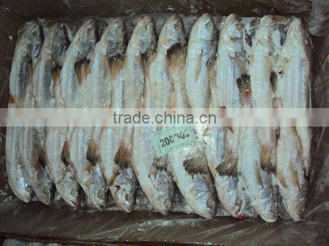 frozen silver croaker