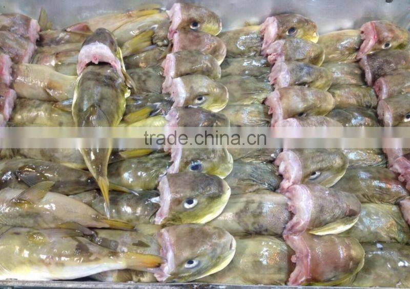 Frozen globefish/ puffer fish/ fugu fish/LAGOCEPHALUS on sale