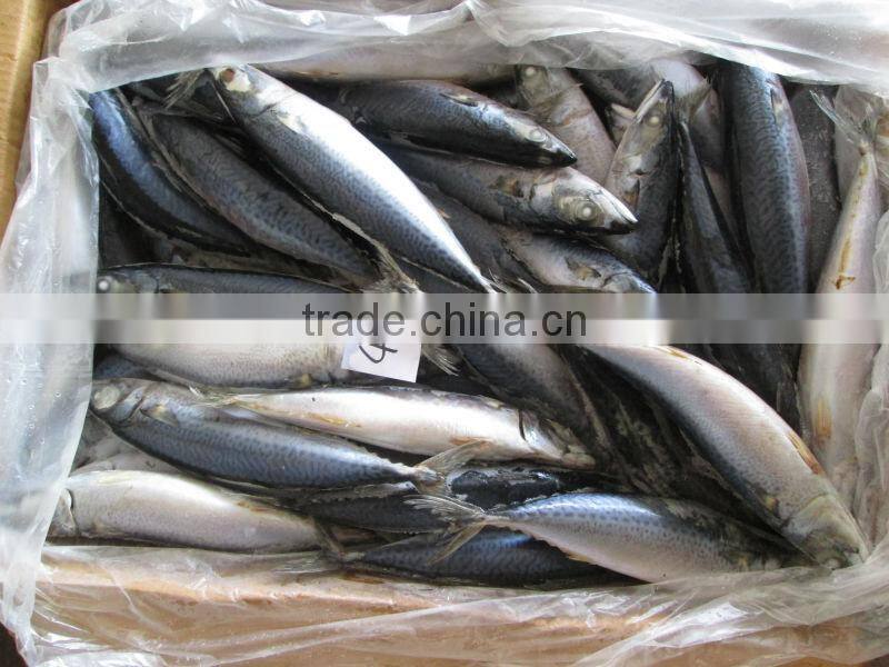Frozen Mackerel Frozen Basa Fish