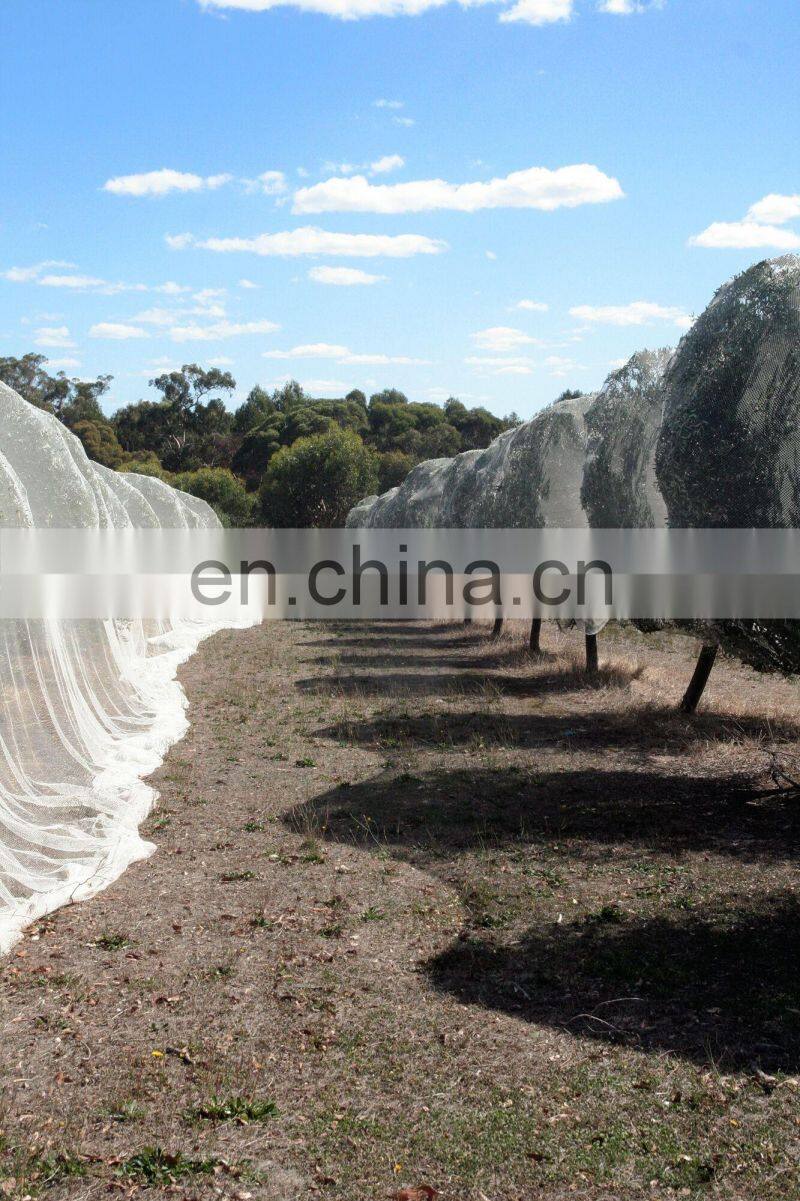 bird netting 20 x 20 m, Agriculture bird netting, Bird protect netting