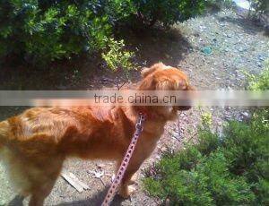 Stylish Strong Braided Genuine Leather Dog Chain Leashes