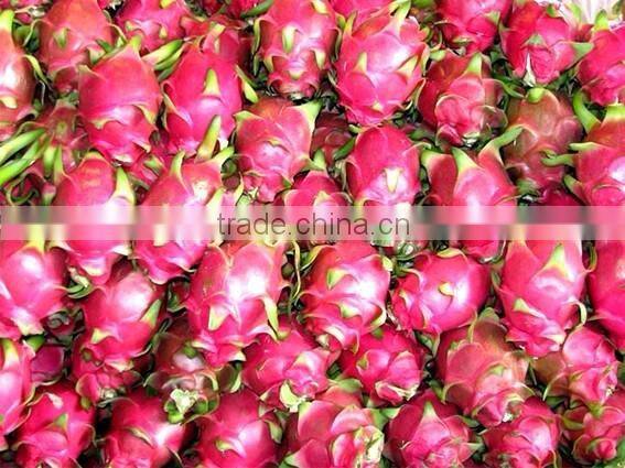 HOANG KIM VIETNAM EXPORT DRAGON FRUIT