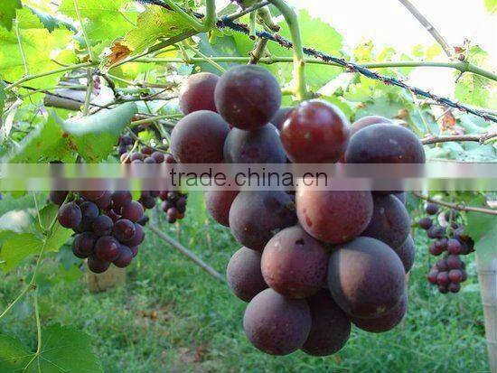 Fresh Flame Grapes