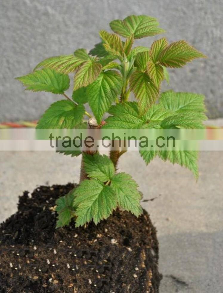 raspberry tree seedling