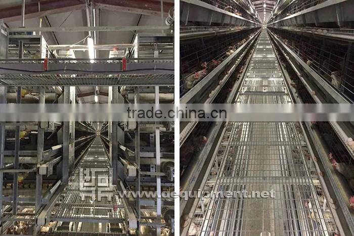 64,000 birds chicken farm