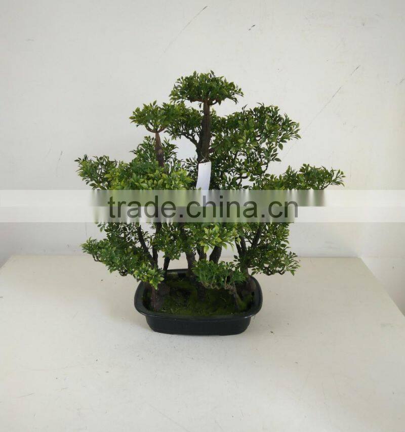 small bonsai tree wholesale