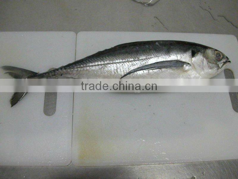 FRESH FROZEN Horse Mackerel Whole Round