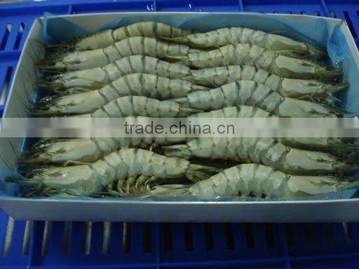 Whole Frozen Shrimp Bluk