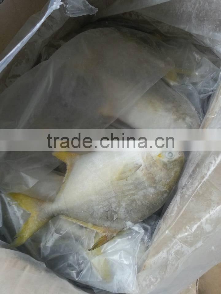 gold pomfret bulk buy from china