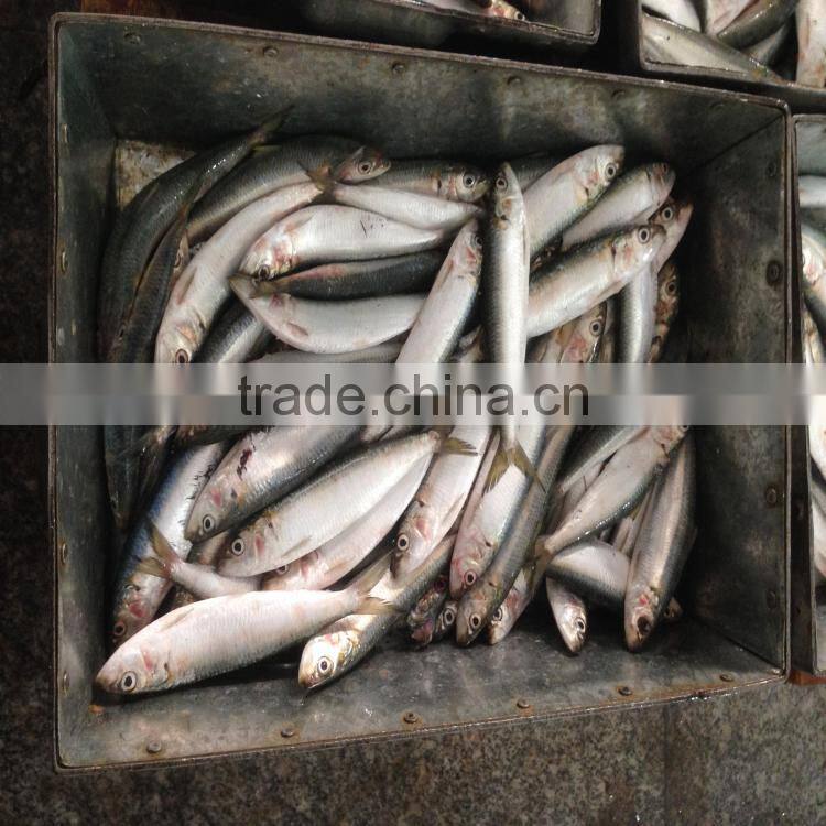 Freeze sardines good sardine sardine bait seafoo fish