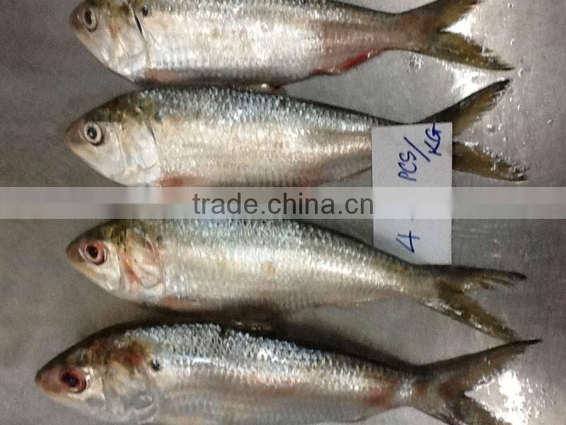 Sardines