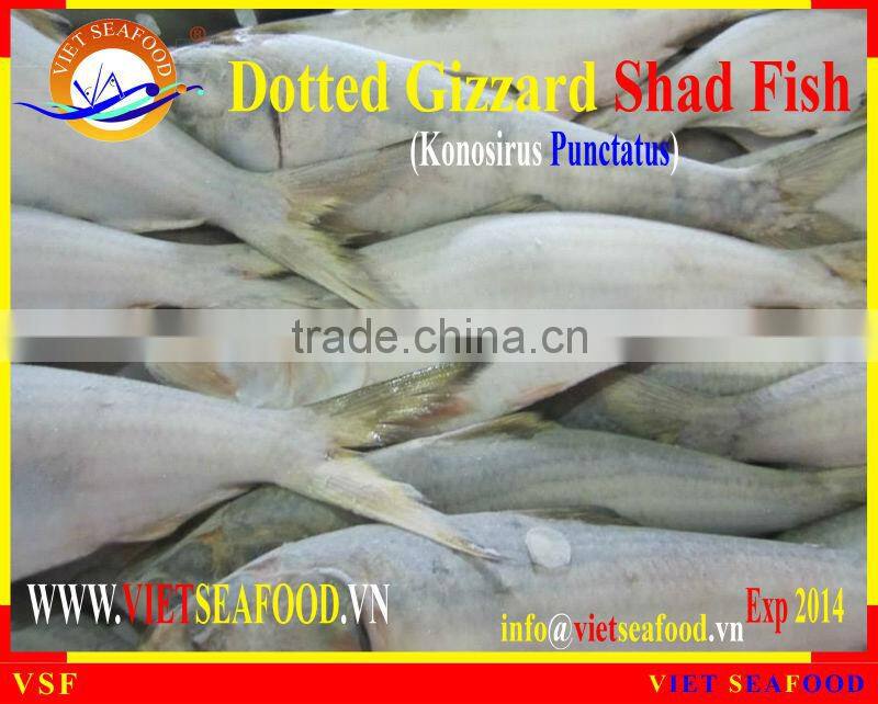 FROZEN DOTTED GIZZARD SHAD FISH W/R