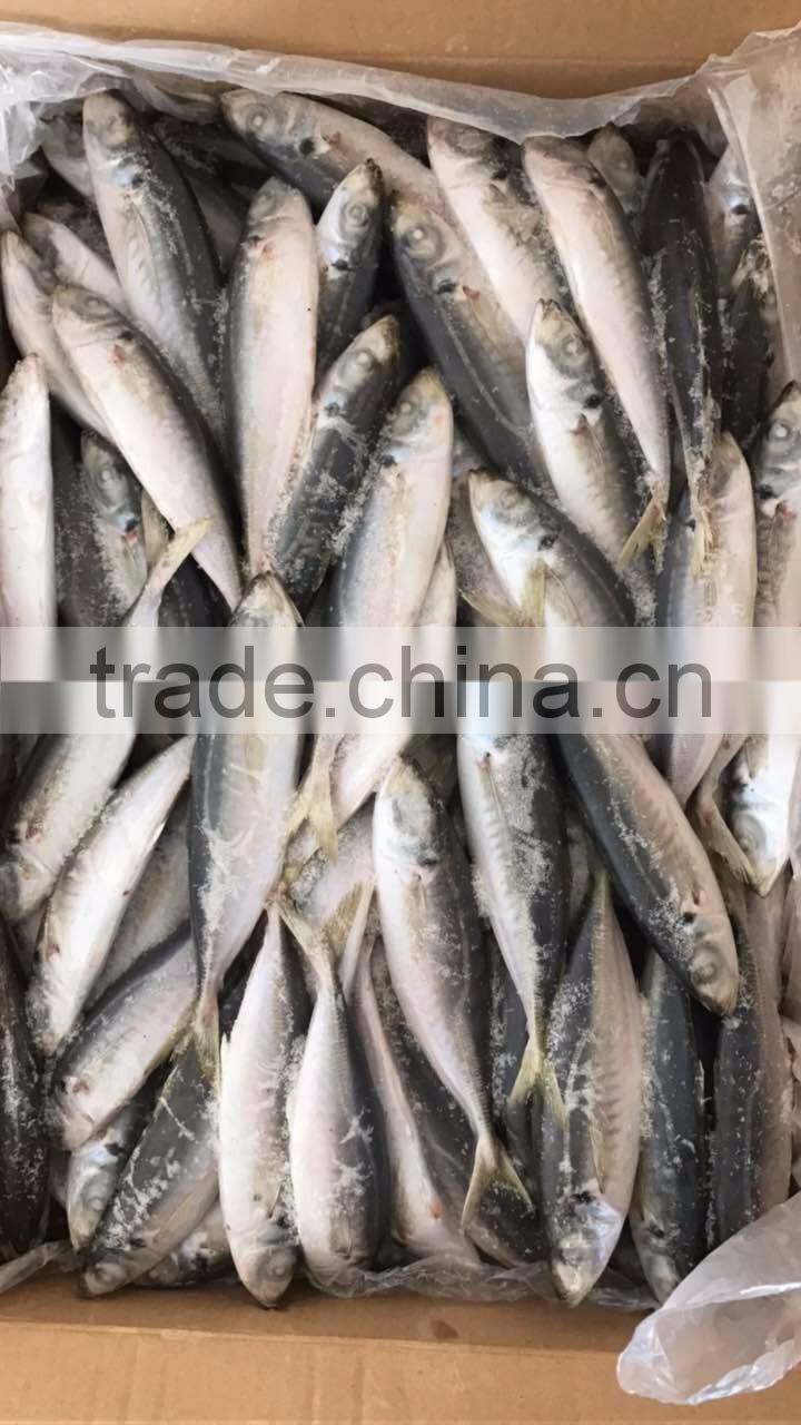 BQF frozen horse mackerel/round scad