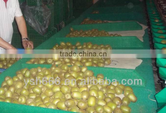 Automatic Kiwi fruit sorting machine YSXS-76-16-100
