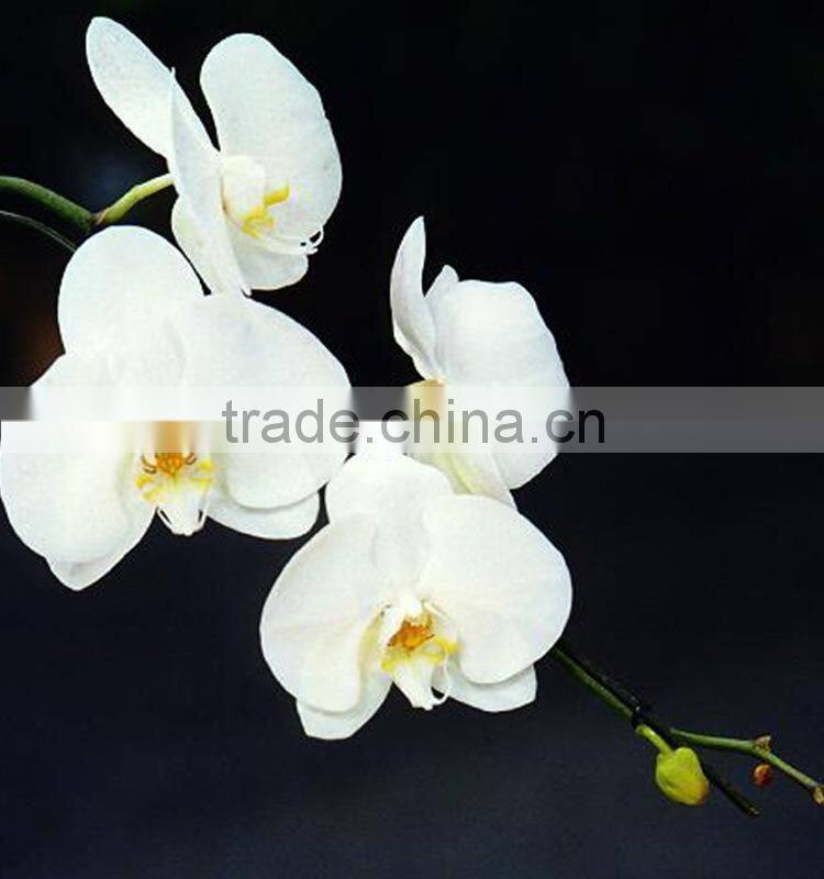 Gift classical decor flower orchid white
