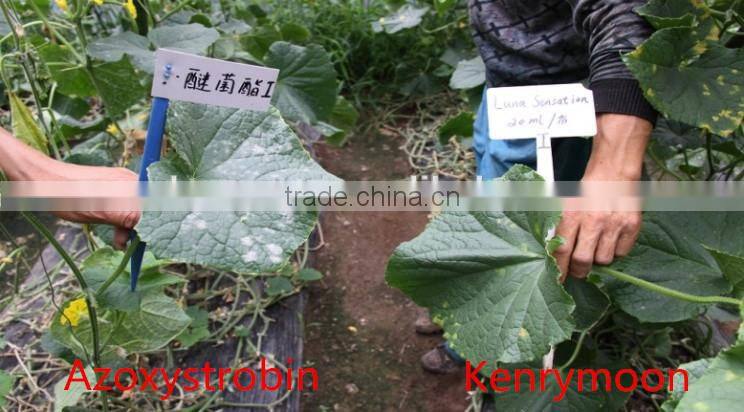 Bio organic fungicide Kenrymoon for powdery mildew, downy mildew, and etc.