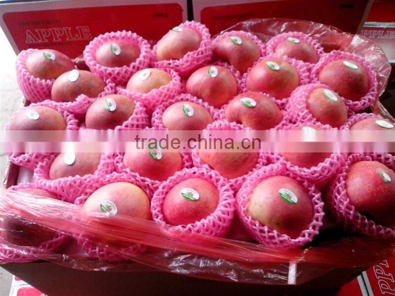 fresh apple fruit wholesale distributors fresh sugar apple for sale red chief apple