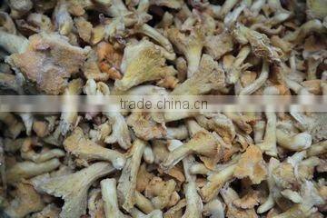 Whole Frozen Champignon Mushrooms Supplier