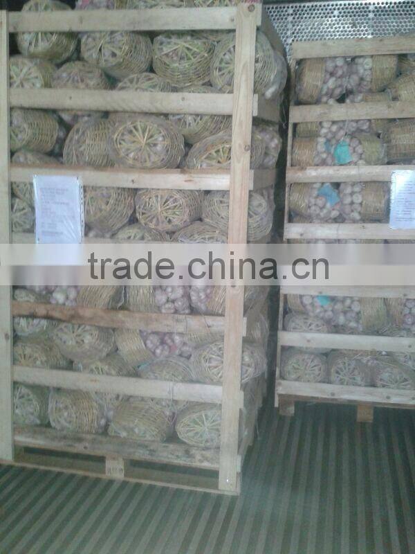 Garlic ( White - Red ) high quality