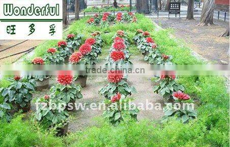Organic fertilizer, brown seaweed fertilizer for potting soil