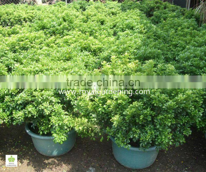Aglaia odorata Ornamental Plants